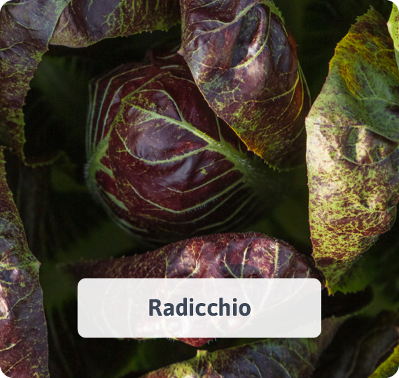 Radicchio