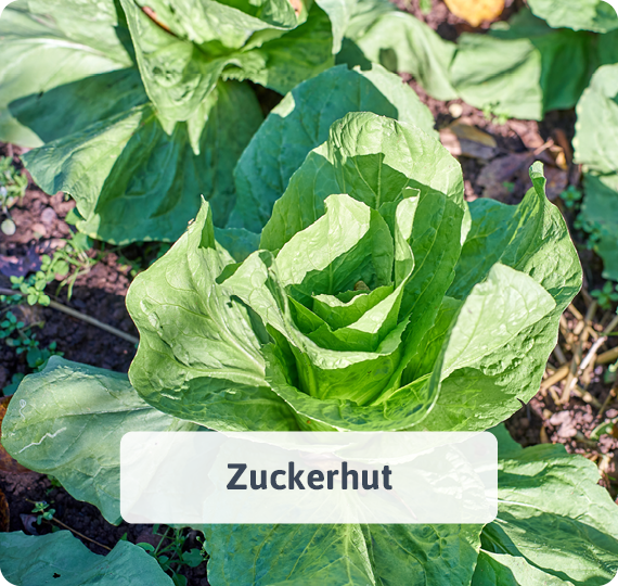 Zuckerhut