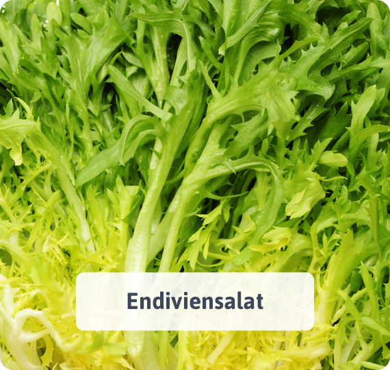 Endiviensalat