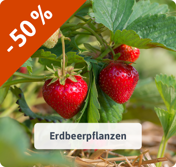 Erdbeerpflanzen - jetzt reduziert! -50%