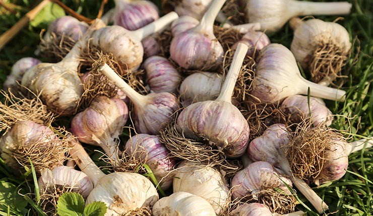 Pflanzknoblauch