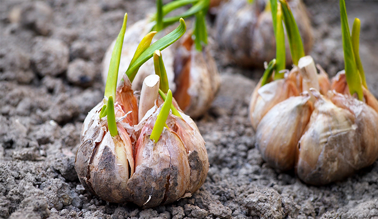 Pflanzknoblauch