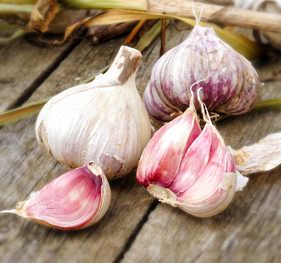 Pflanzknoblauch Germidour