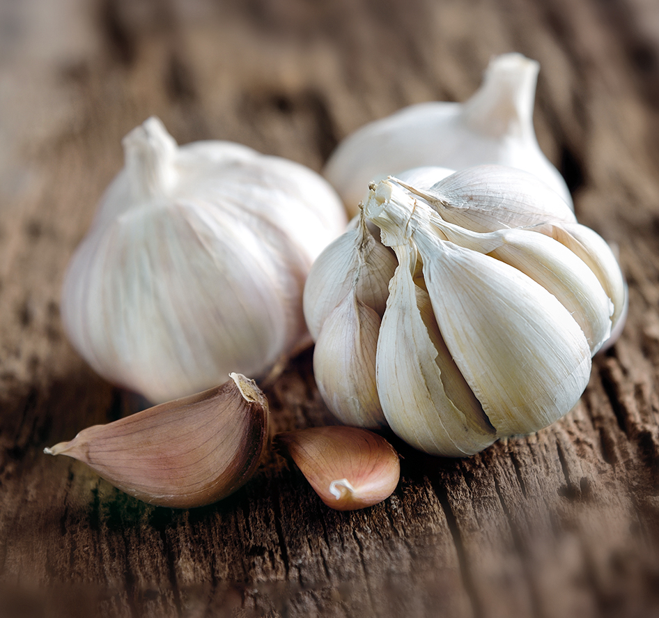 Pflanzknoblauch Blanc de Lautrec
