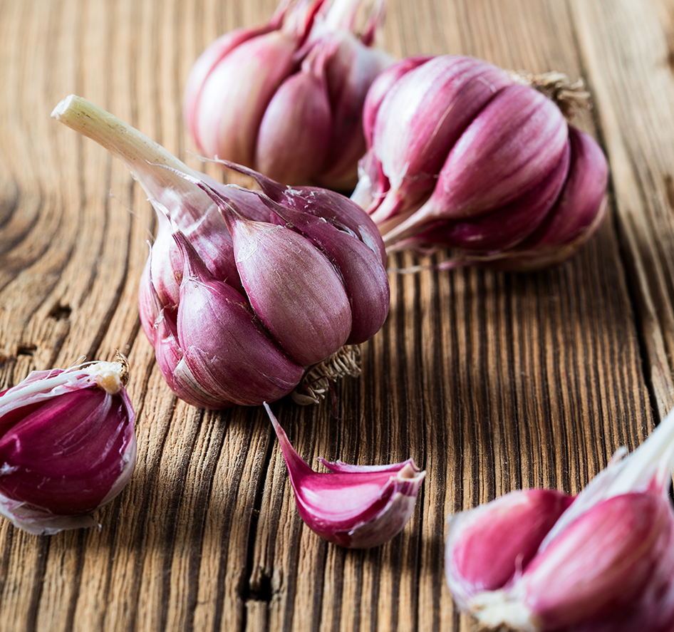 Pflanzknoblauch Morado