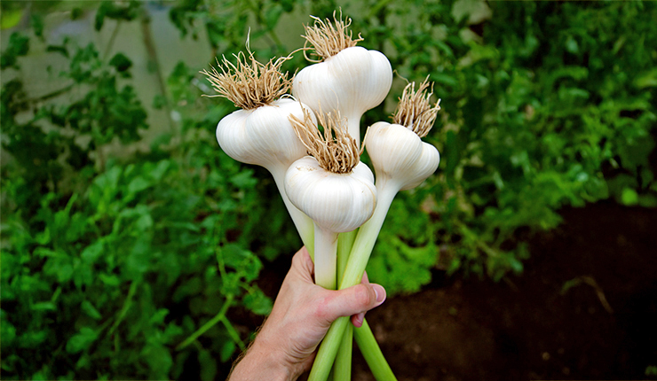 Elefantenknoblauch