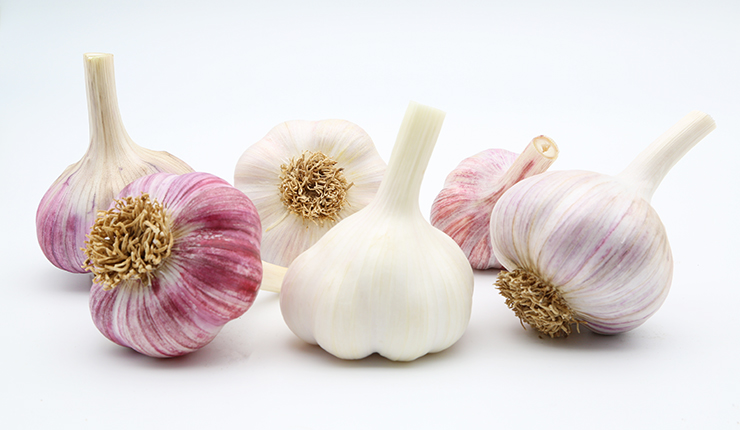 Bunte Mischung Pflanzknoblauch