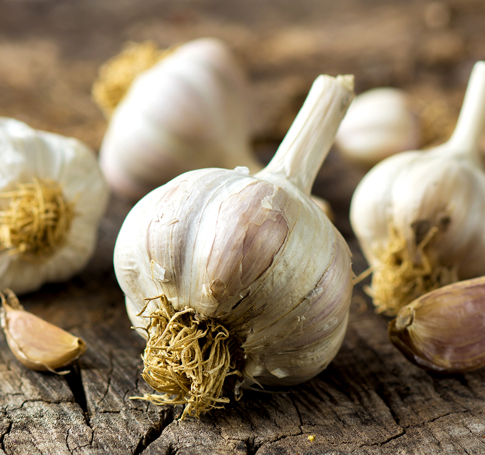 Pflanzknoblauch Therador