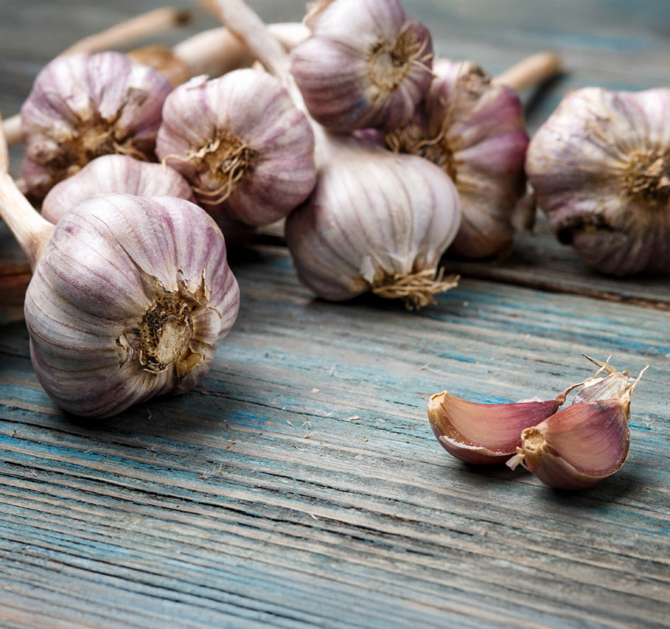 Pflanzknoblauch Ljubascha