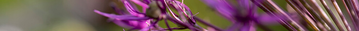 Herbstblumenzwiebeln