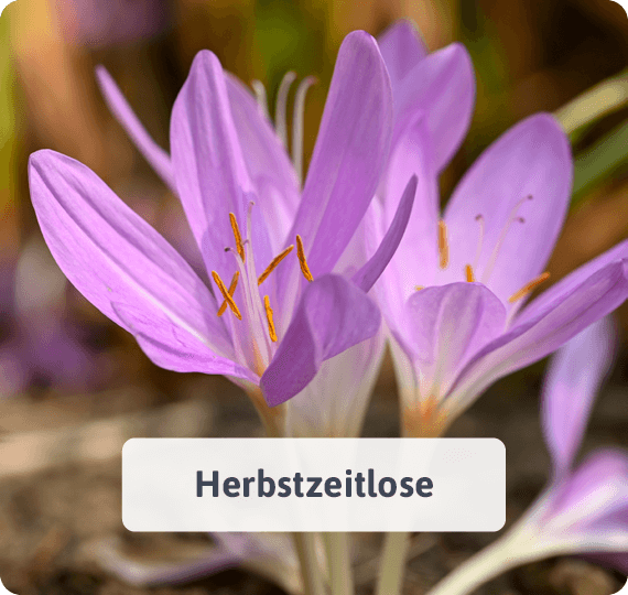 Herbstzeitlose