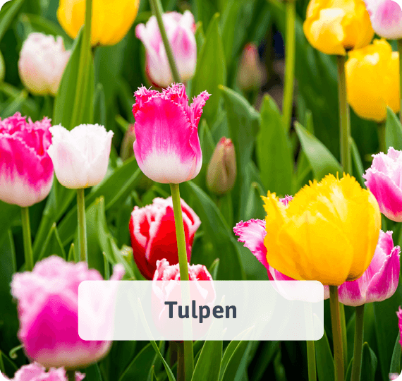 Tulpen