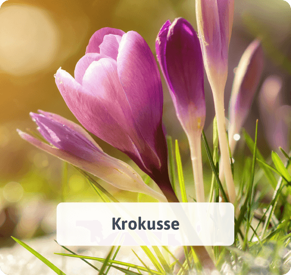 Krokusse