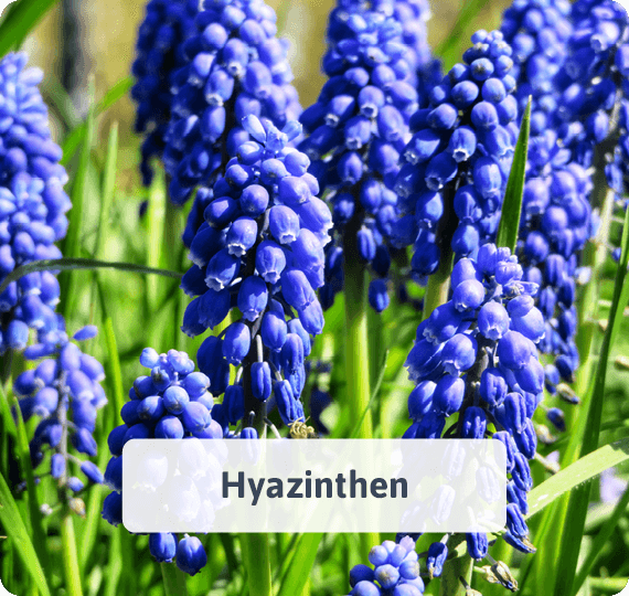 Hyazinthen