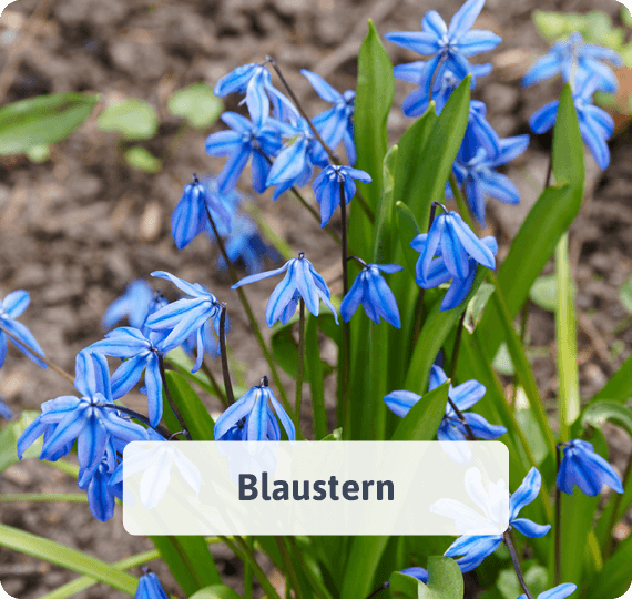 Blaustern