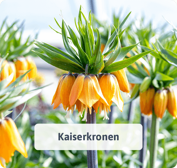 Kaiserkronen