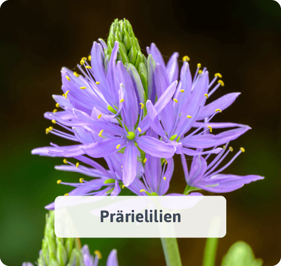 Prärielilien