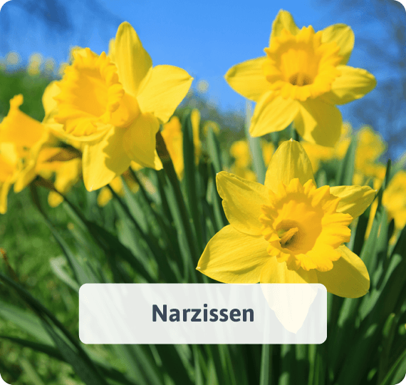 Narzissen