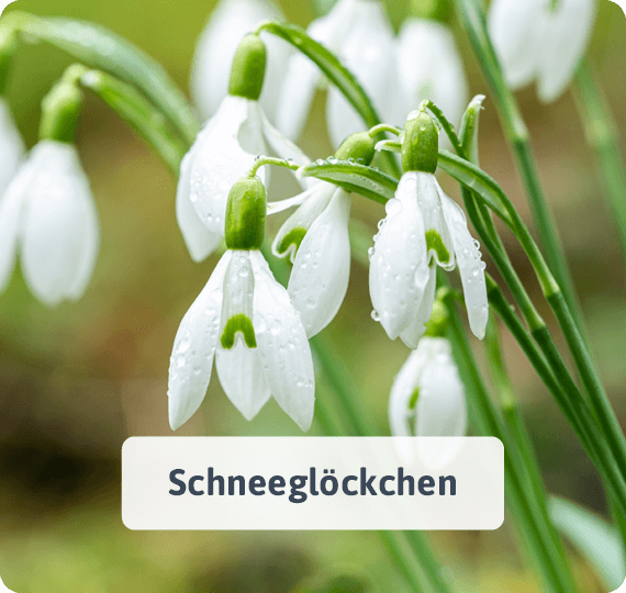 Schneeglöckchen