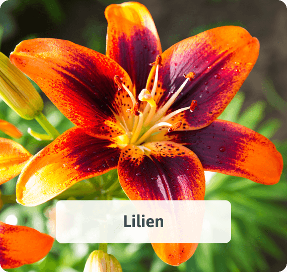 Lilien