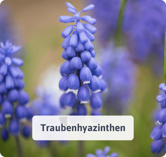 Traubenhyazinthen