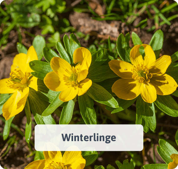 Winterlinge