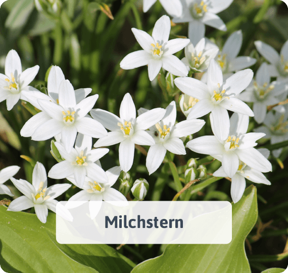 Milchstern