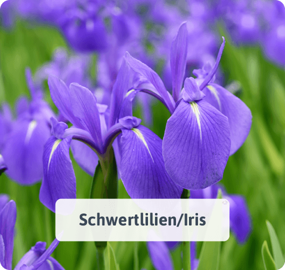 Schwertlilien/Iris