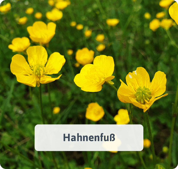 Hahnenfuß