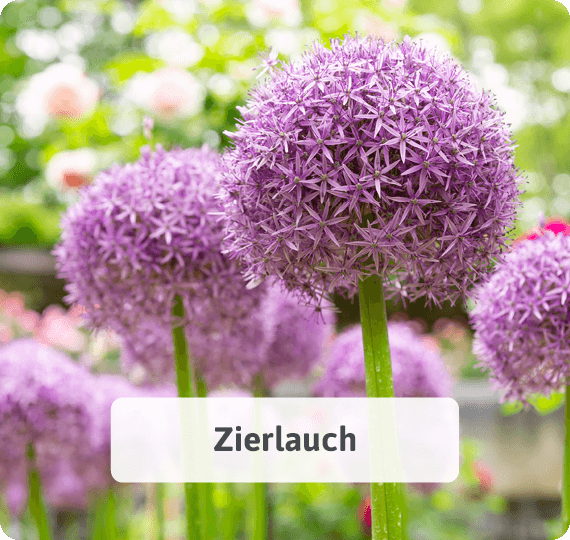 Zierlauch
