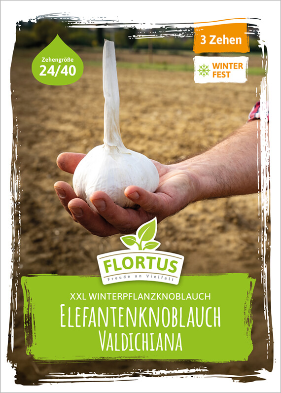 Elefantenknoblauch Valdichiana