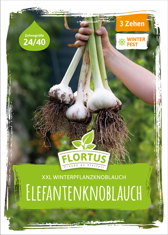 Elefantenknoblauch