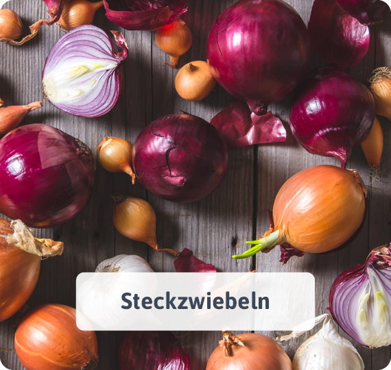 Steckzwiebeln
