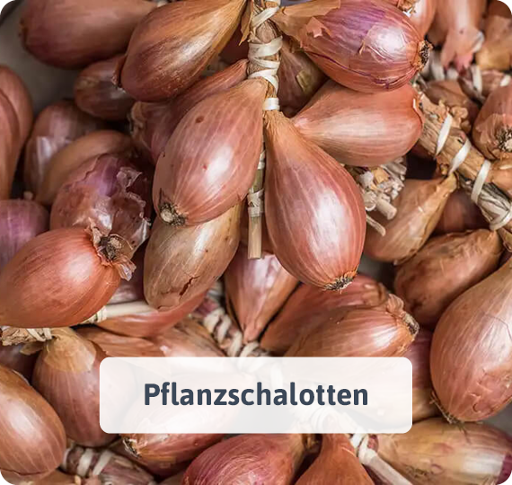 Pflanzschalotten