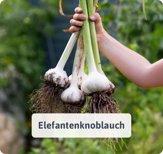 Elefantenknoblauch