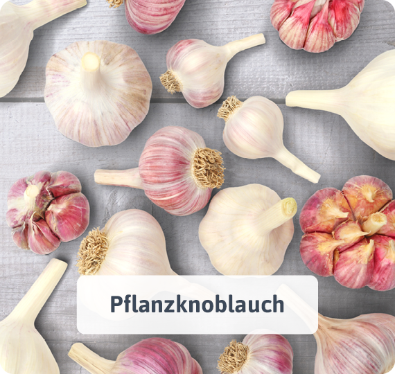 Pflanzknoblauch