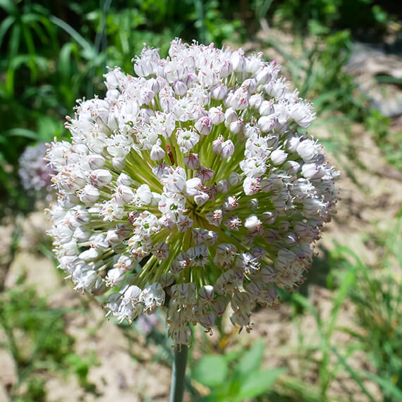 Elefantenknoblauch