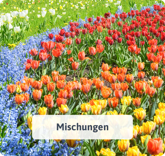 Blumenzwiebelmischungen