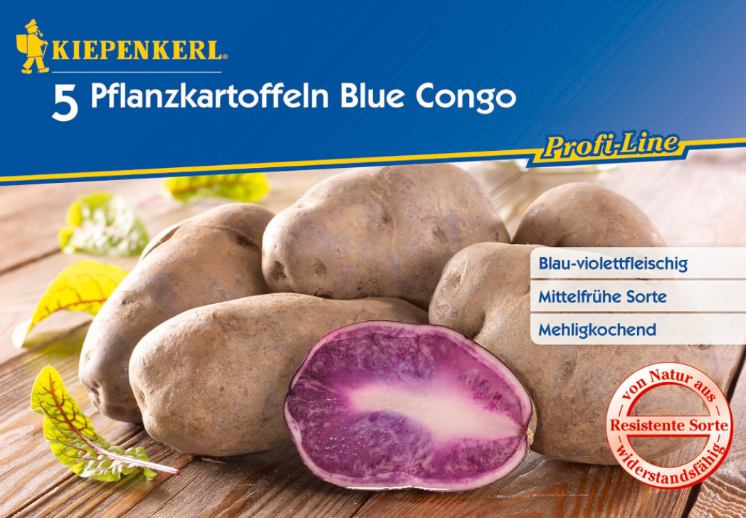 Pflanzkartoffel Blue Congo