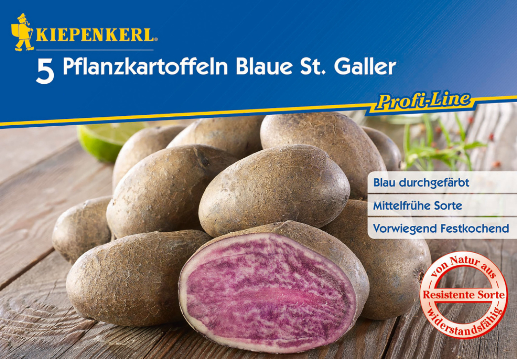 Pflanzkartoffel-Quartett Blaue St. Galler