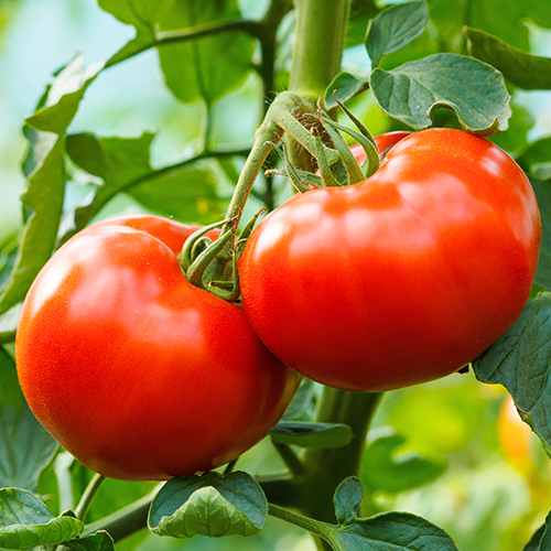 Tomatenpflanzen
