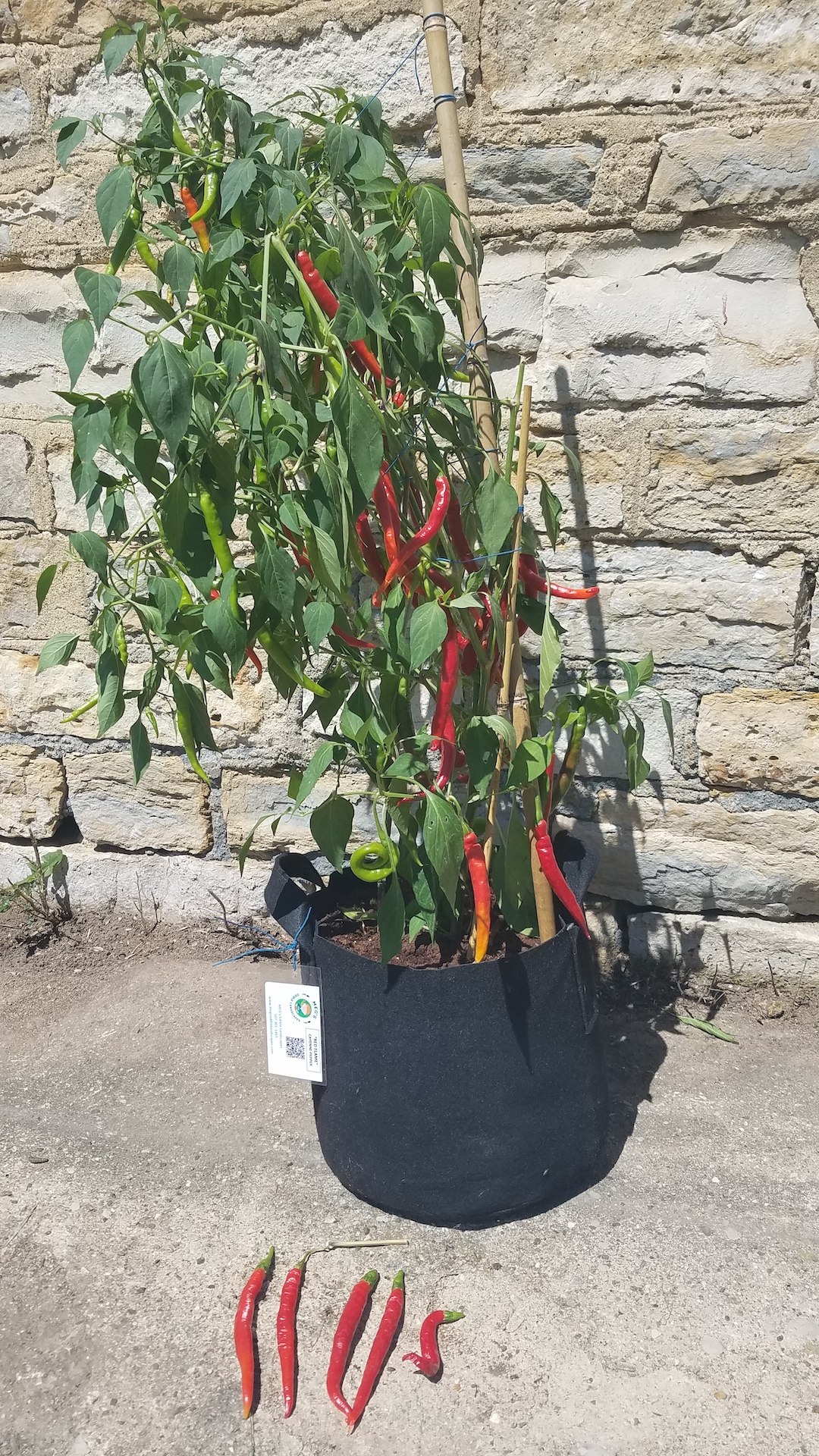 "Red Flame" Cayenne Pepper plant grown in a MEG's Edible Grow Bag