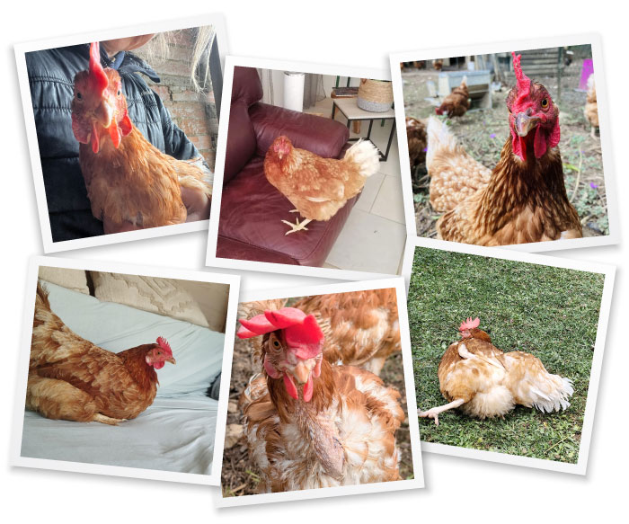 Poules