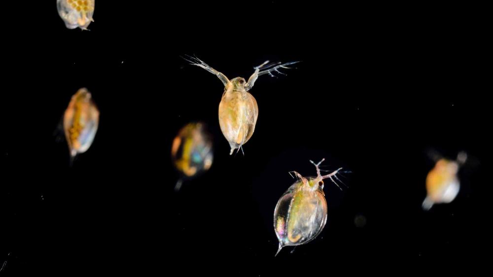 FRESHWATER NEWS | July 2026