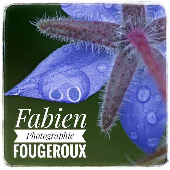 Fabien Fougeroux Photographie