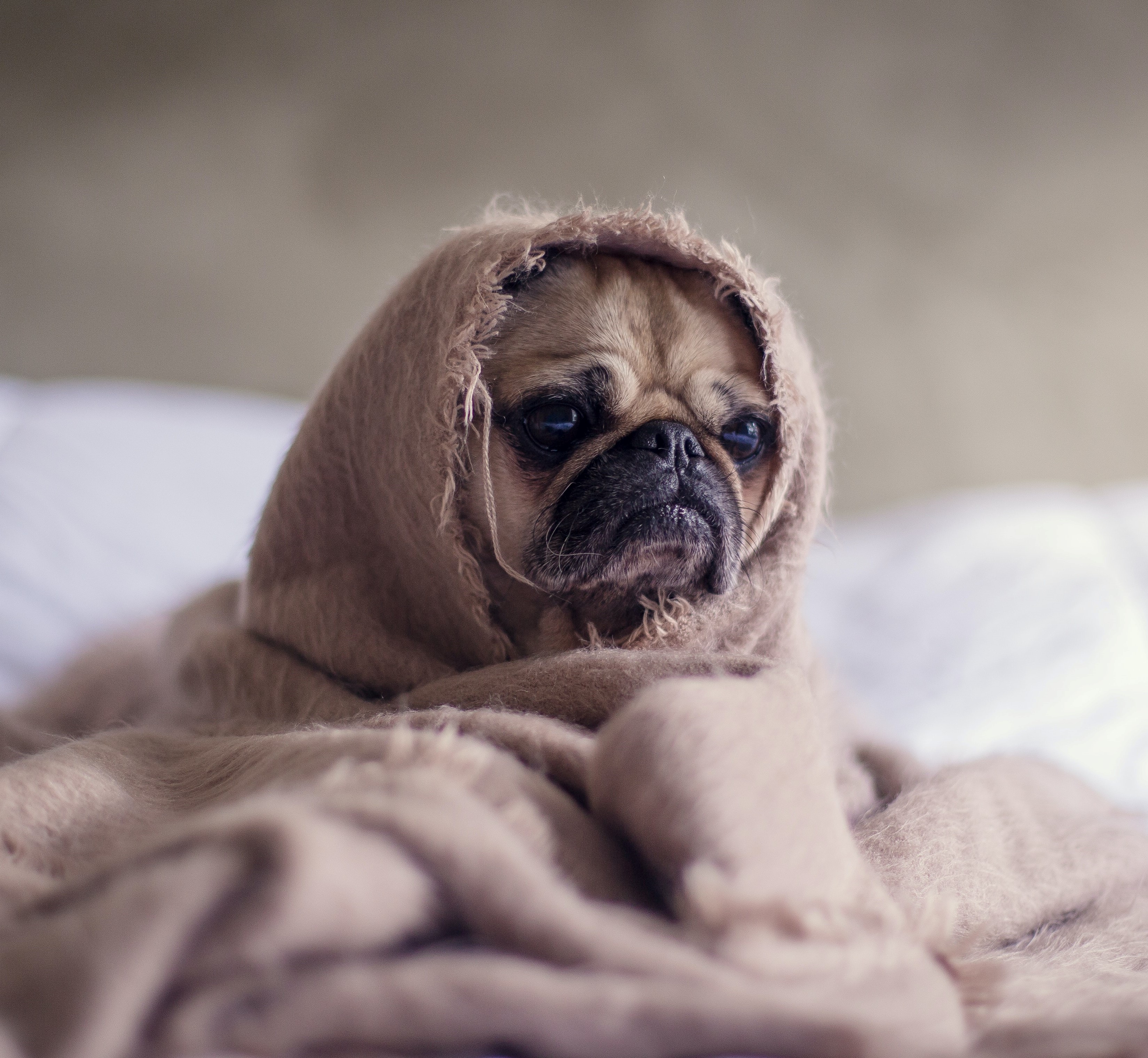 Trauriger Hund in Decke eingewickelt