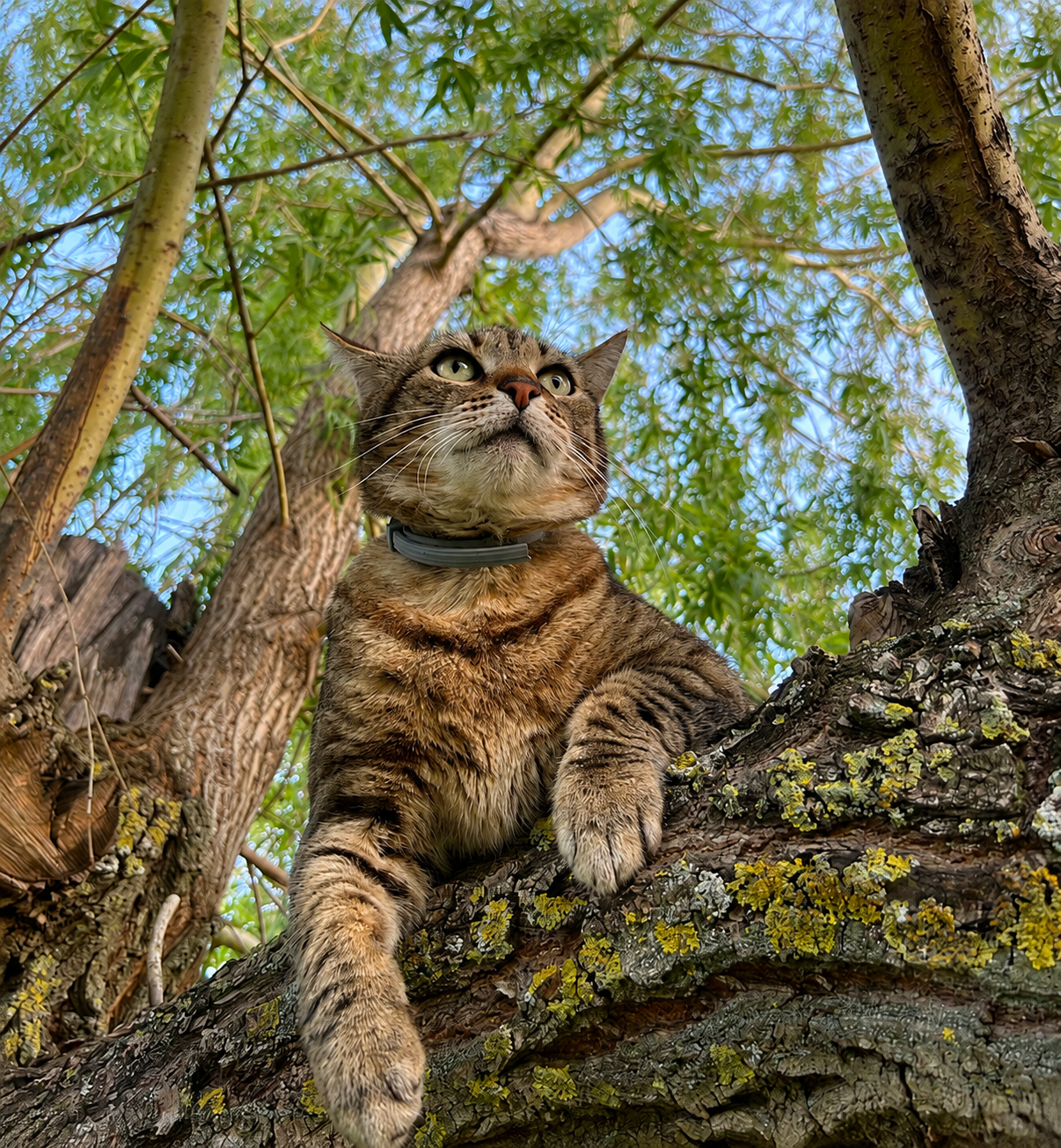 Chat Nutricroc dans un arbre
