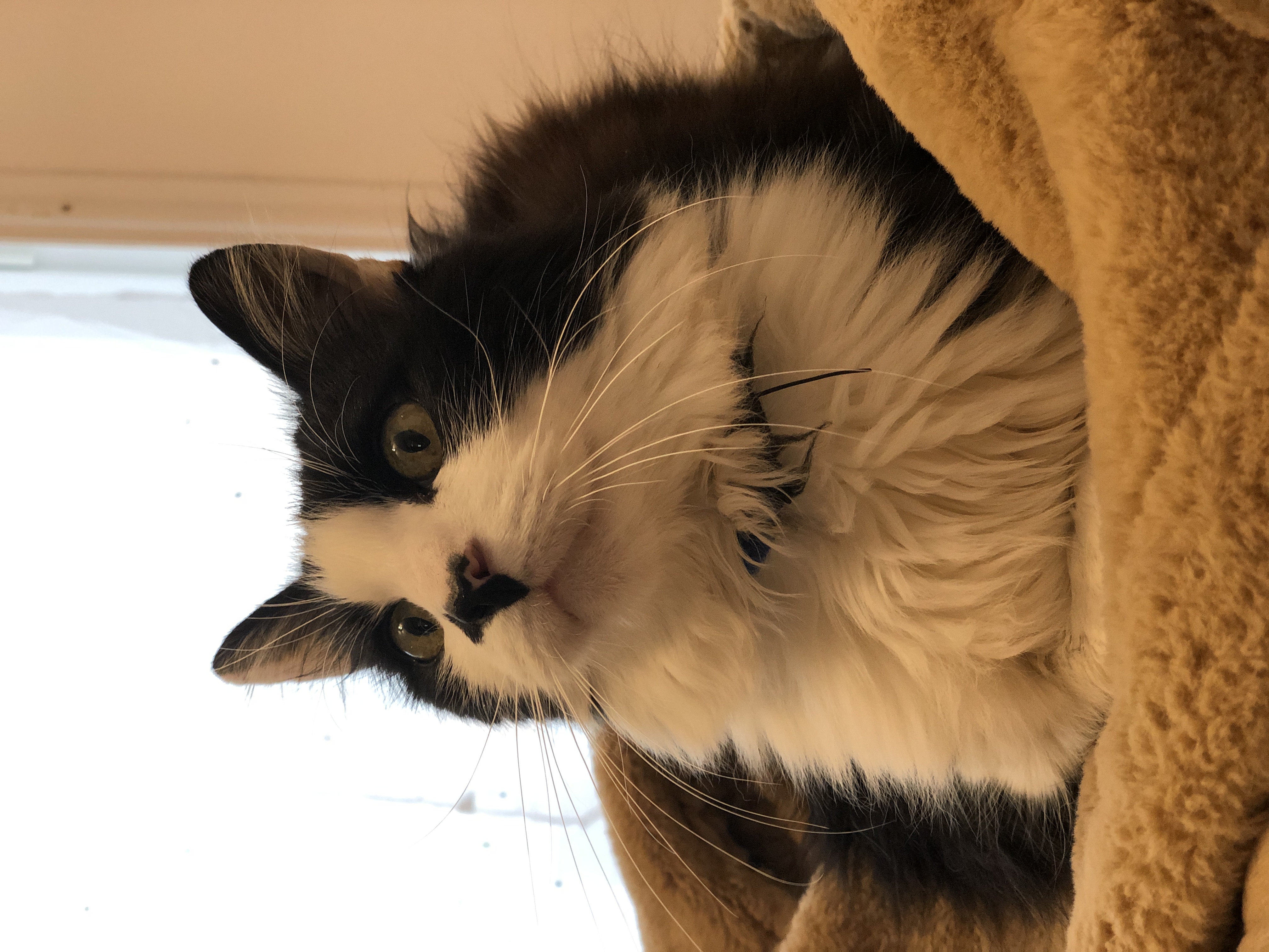 Chat qui réfléchit au choix des croquettes