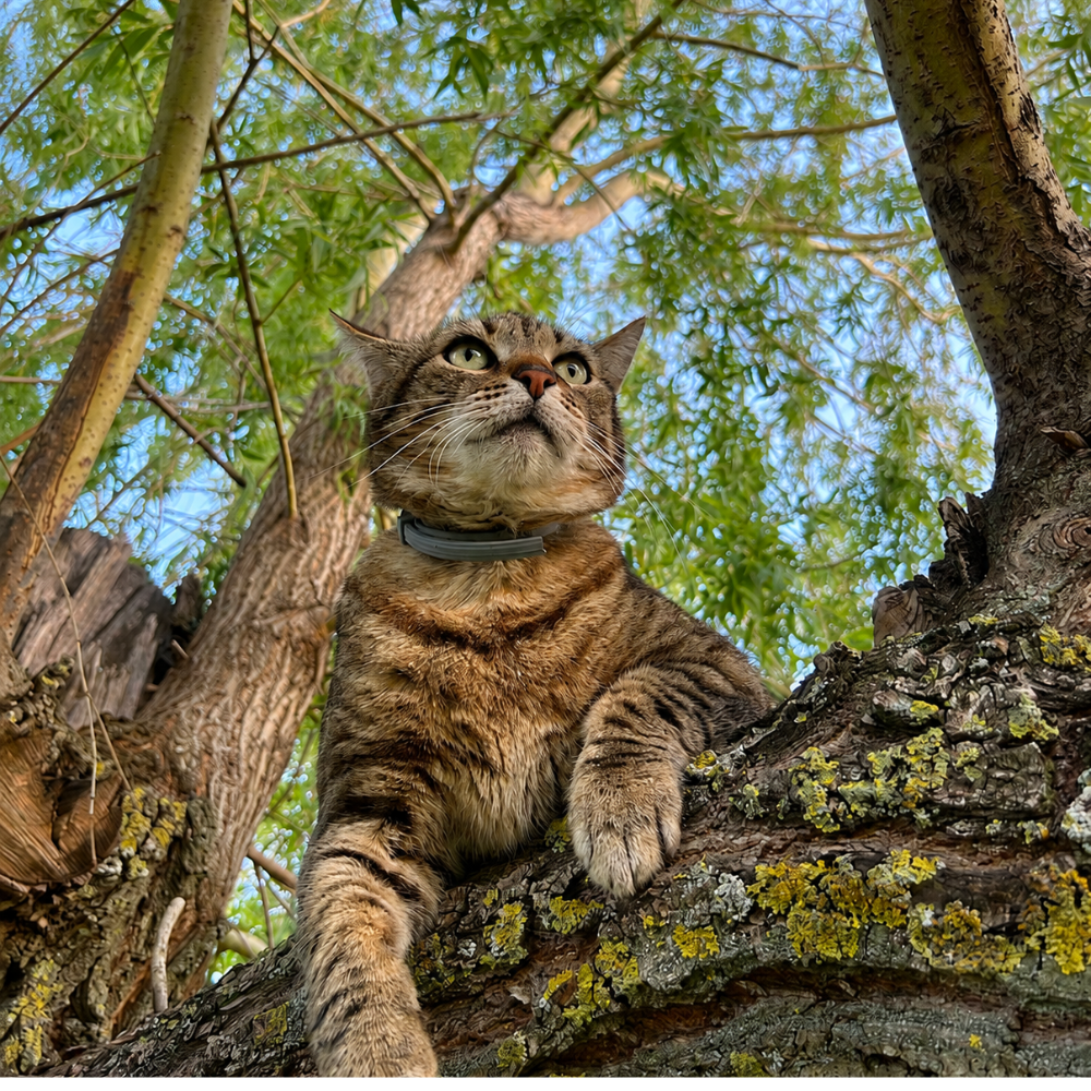 Pour les chats