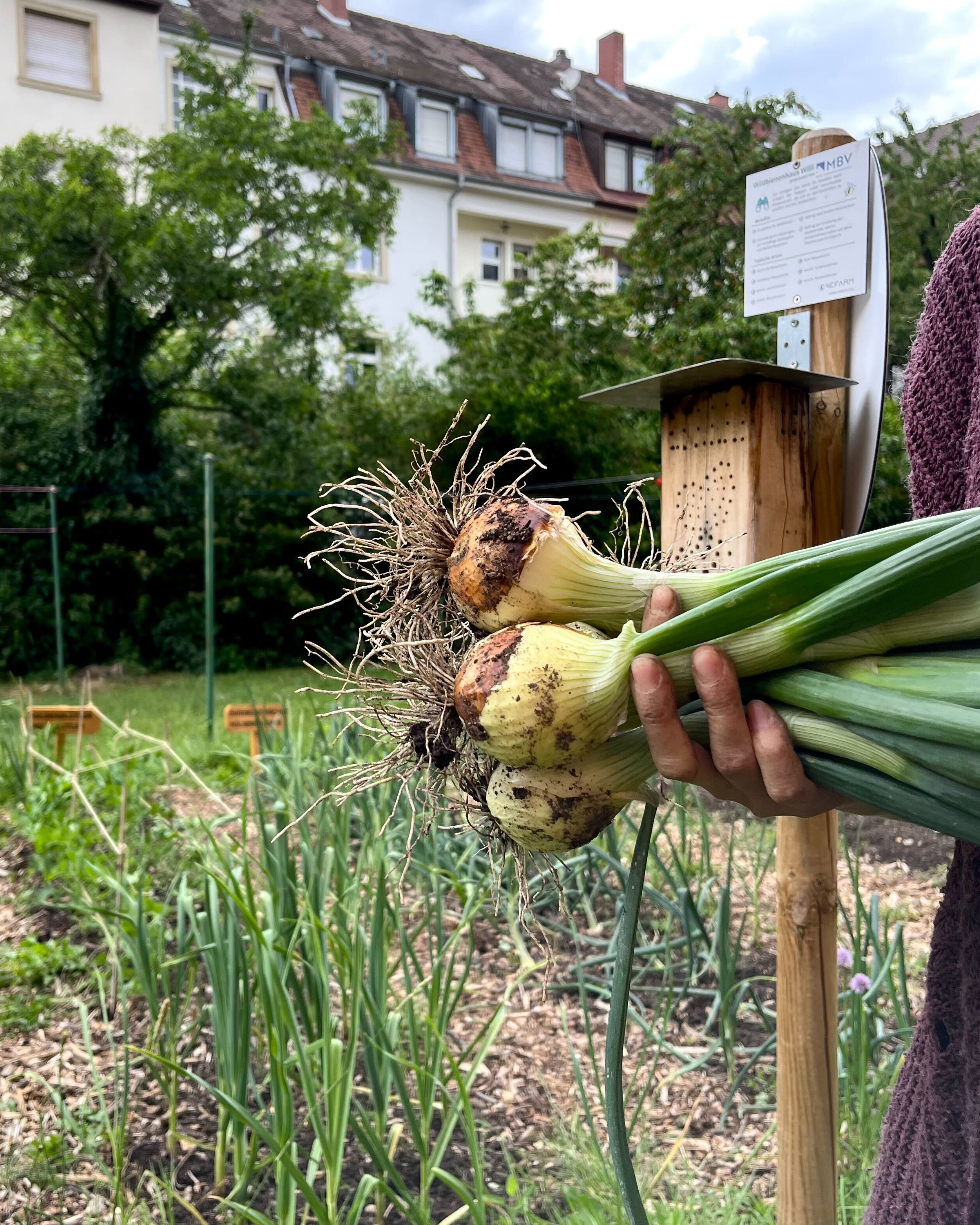 Gärtnern in der Stadt